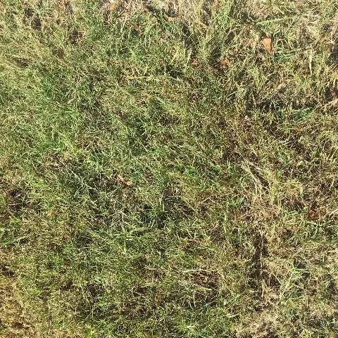 thumbnail for publication: Bermudagrass for Florida Lawns